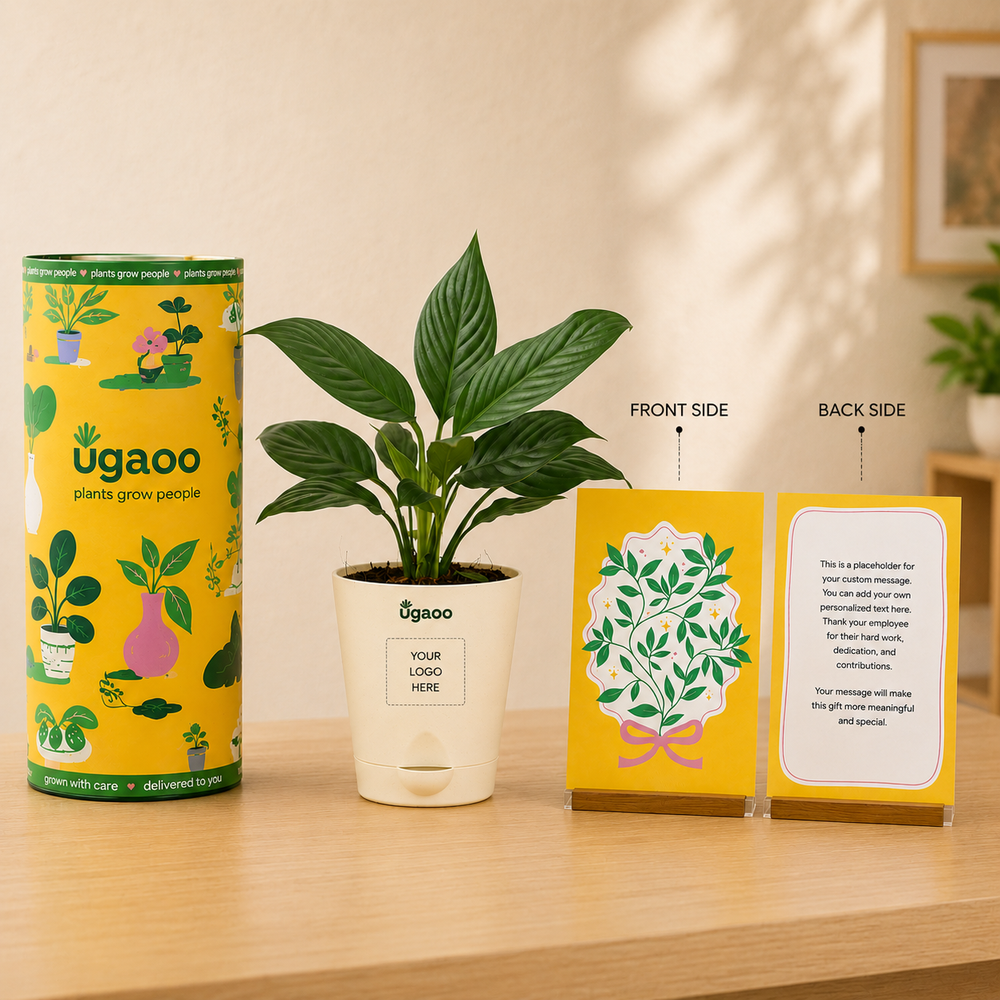 Peace Lily Plant | Corporate Branding Edition