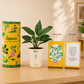 Peace Lily Plant | Corporate Branding Edition