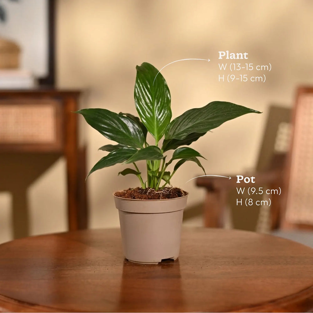 is epsom salt good for peace lilies Peace Lily Plant