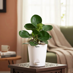 Peperomia Green Plant