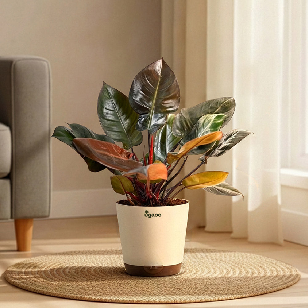 Philodendron Black Cardinal