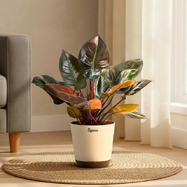 Philodendron Black Cardinal