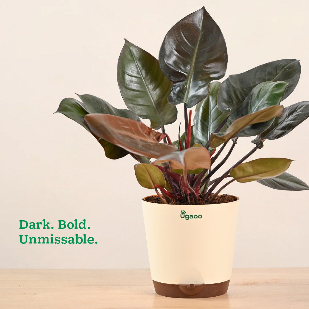 Philodendron Black Cardinal