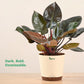 Philodendron Black Cardinal