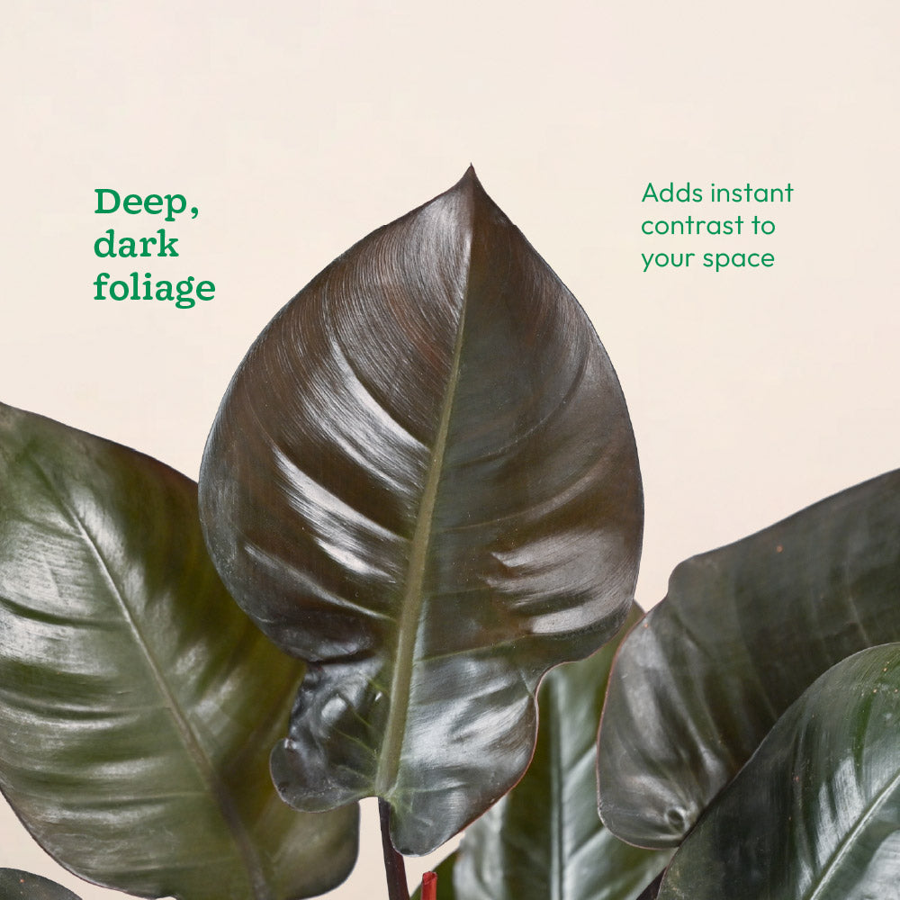 Philodendron Black Cardinal