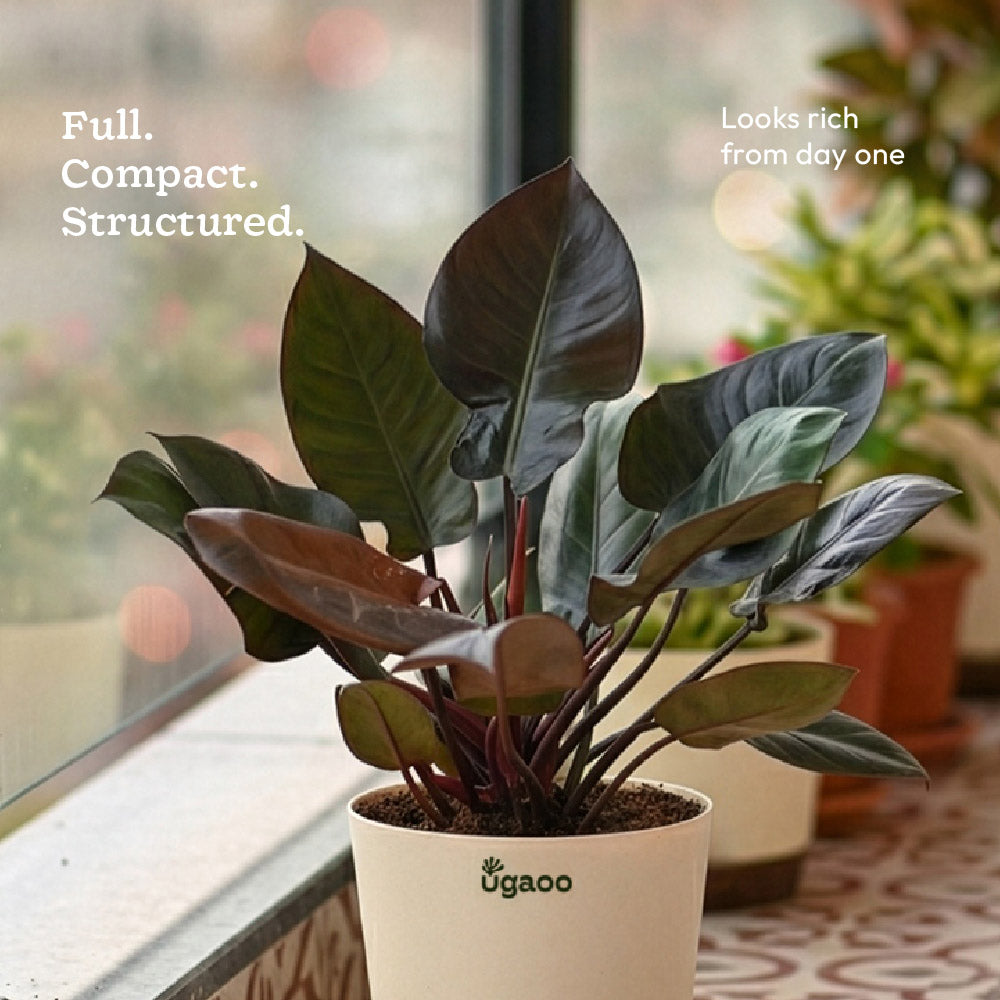 Philodendron Black Cardinal