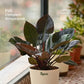 Philodendron Black Cardinal