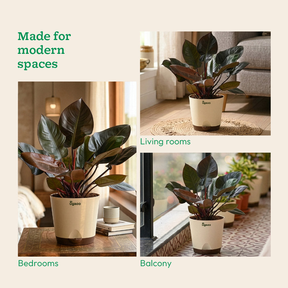 Philodendron Black Cardinal