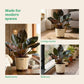 Philodendron Black Cardinal