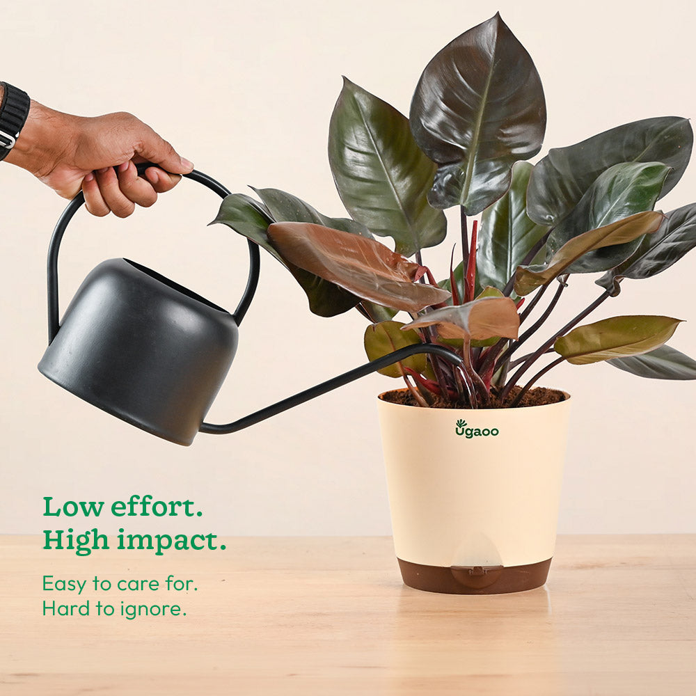 Philodendron Black Cardinal