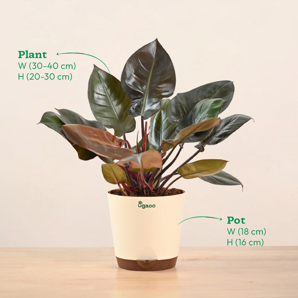 philodendron black cardinal x florida beauty Philodendron Black Cardinal | Premium Dark Indoor Plant