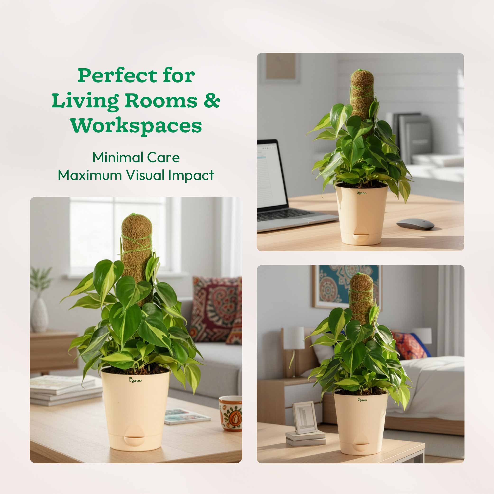 Oxycardium Variegated Plant with Moss Stick - Medium