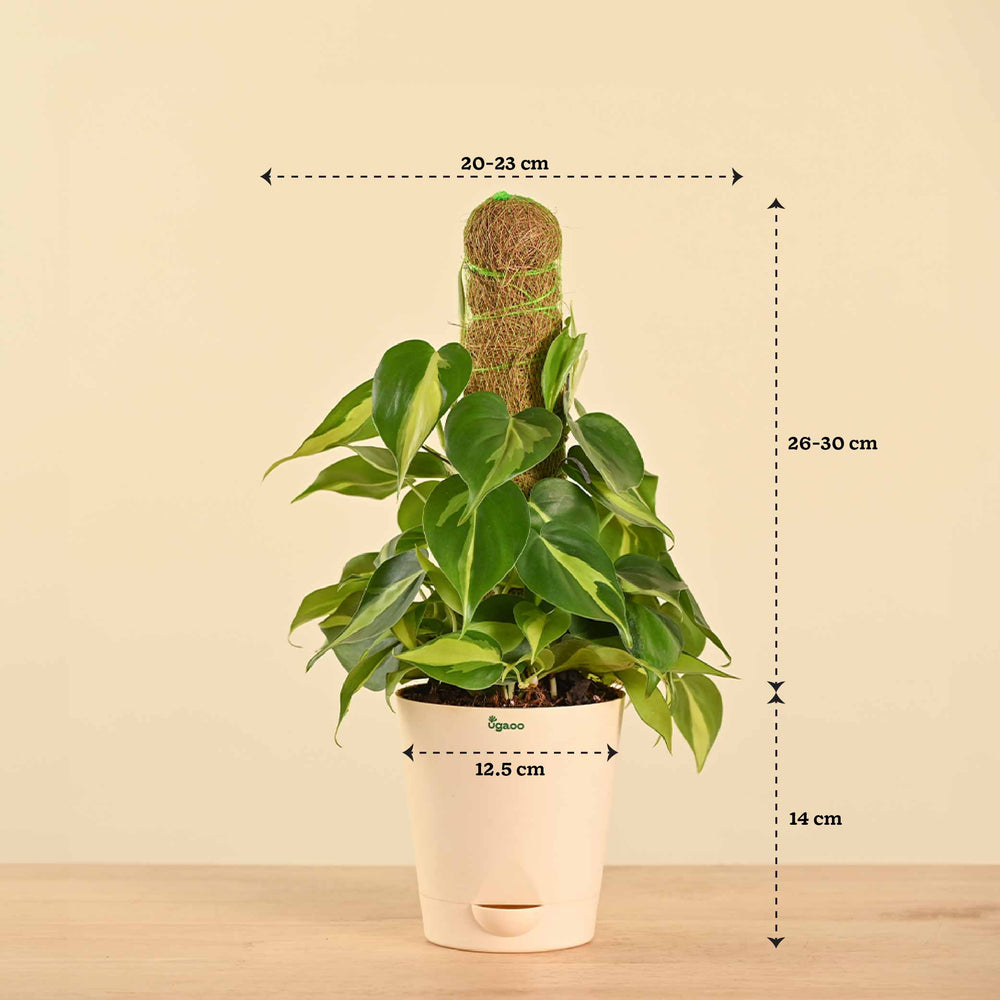 Oxycardium Variegated Plant with Moss Stick - Medium