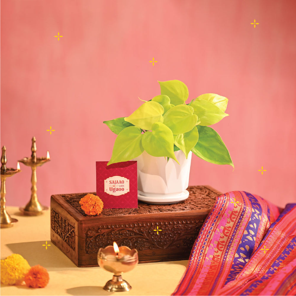 Philodendron Oxycardium Golden Plant - Diwali Edition