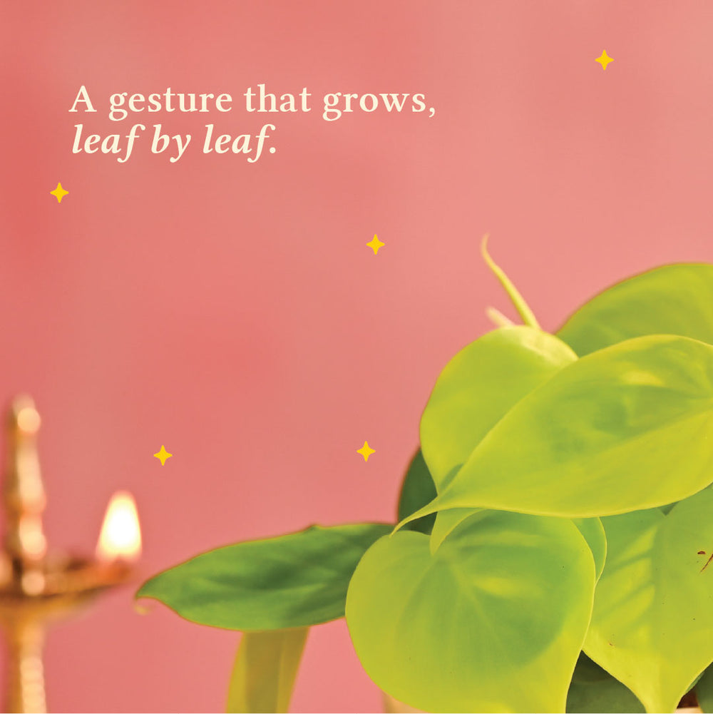 Philodendron Oxycardium Golden Plant - Diwali Edition
