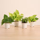 Live Indoor Plant Collection (Set of 4): Low Maintenance Plants