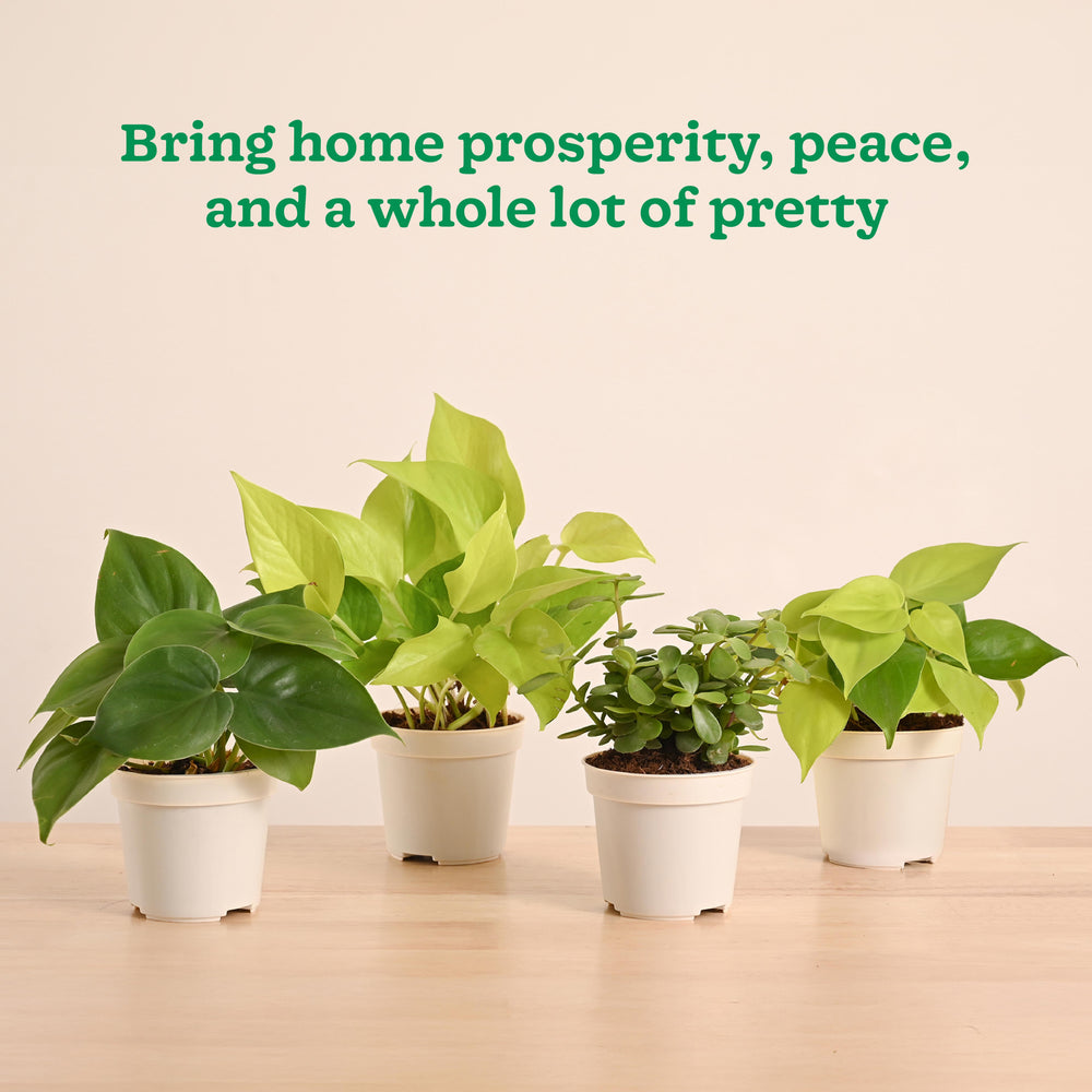 Live Indoor Plant Collection (Set of 4): Low Maintenance Plants