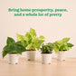 Live Indoor Plant Collection (Set of 4): Low Maintenance Plants