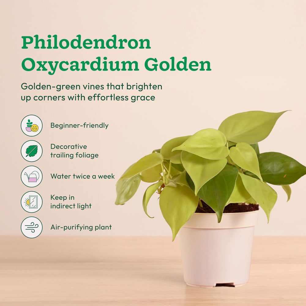 Live Indoor Plant Collection (Set of 4): Low Maintenance Plants