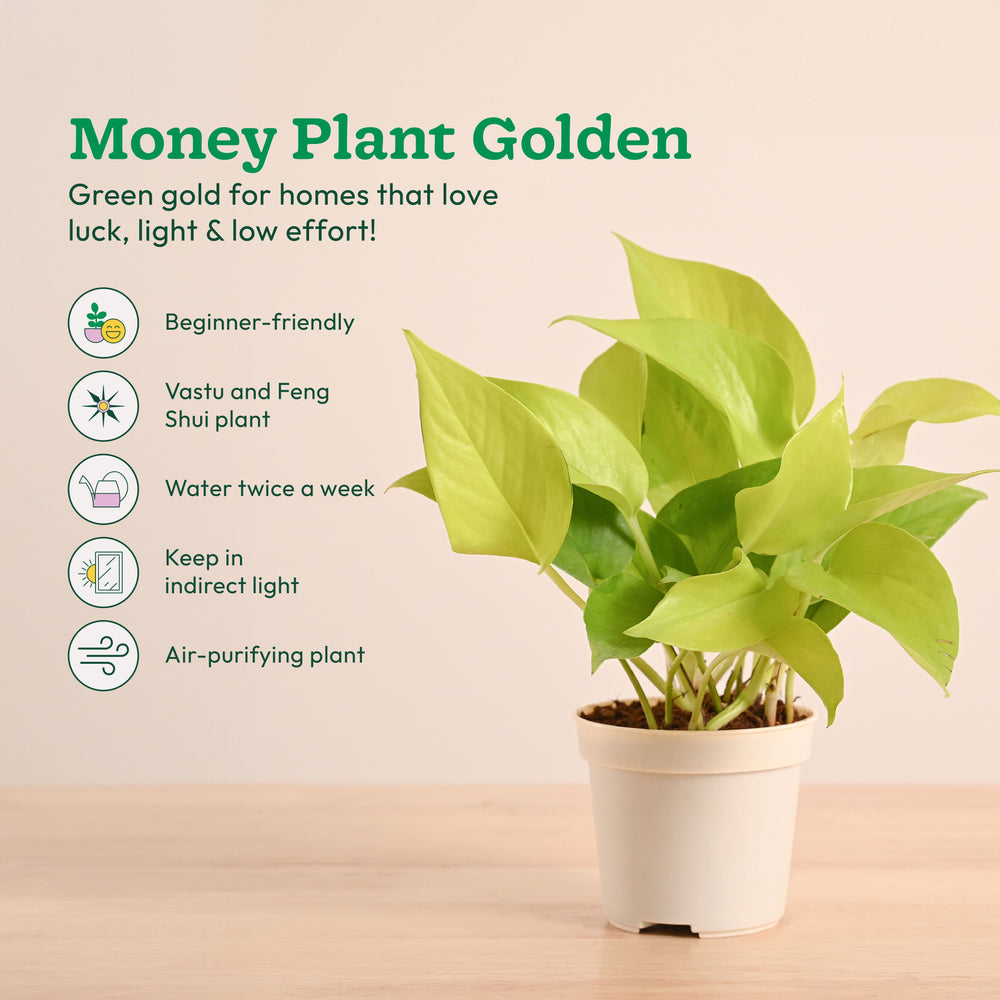 Live Indoor Plant Collection (Set of 4): Low Maintenance Plants