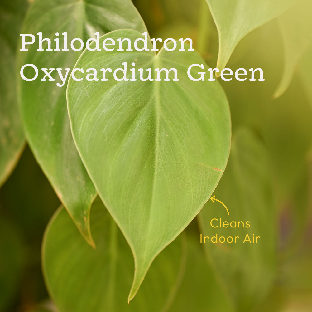 Combo of 6 Bedroom Oxygen Boosting Air Purifier Plant Bundle