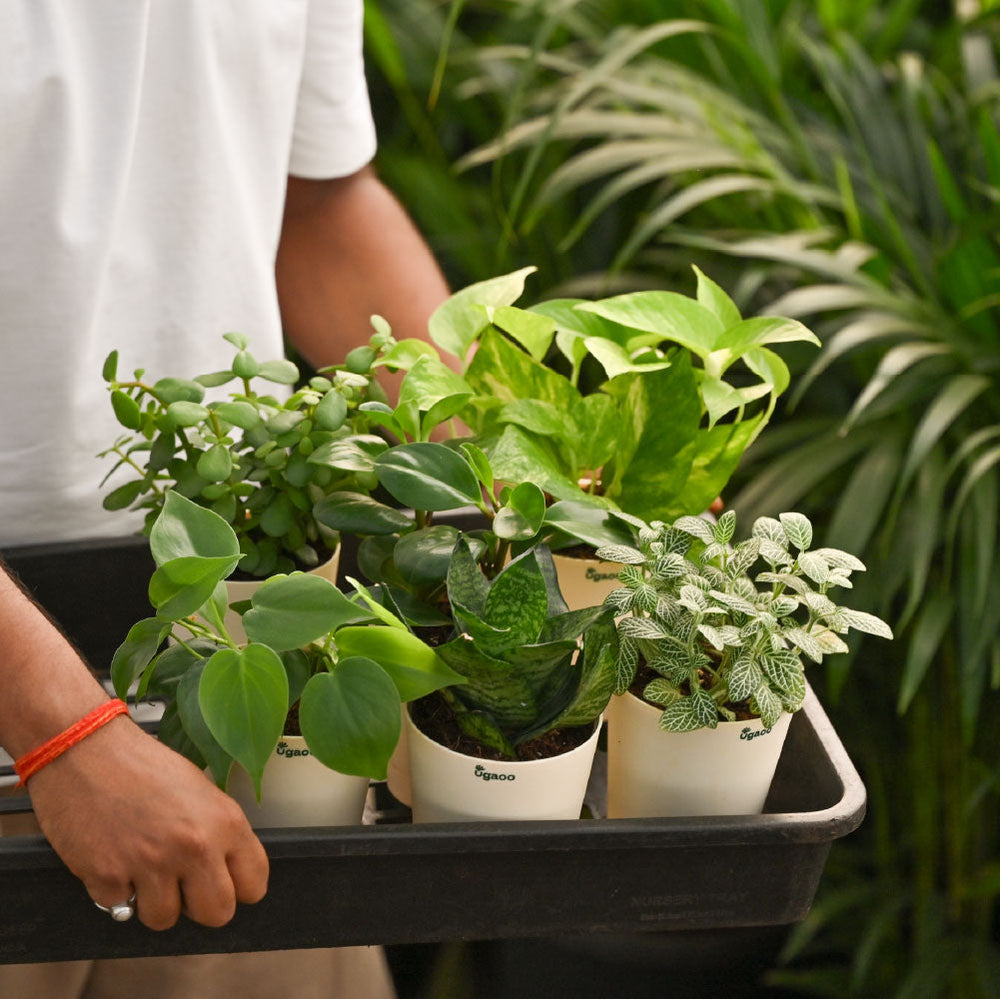 Combo of 6 Bedroom Oxygen Boosting Air Purifier Plant Bundle