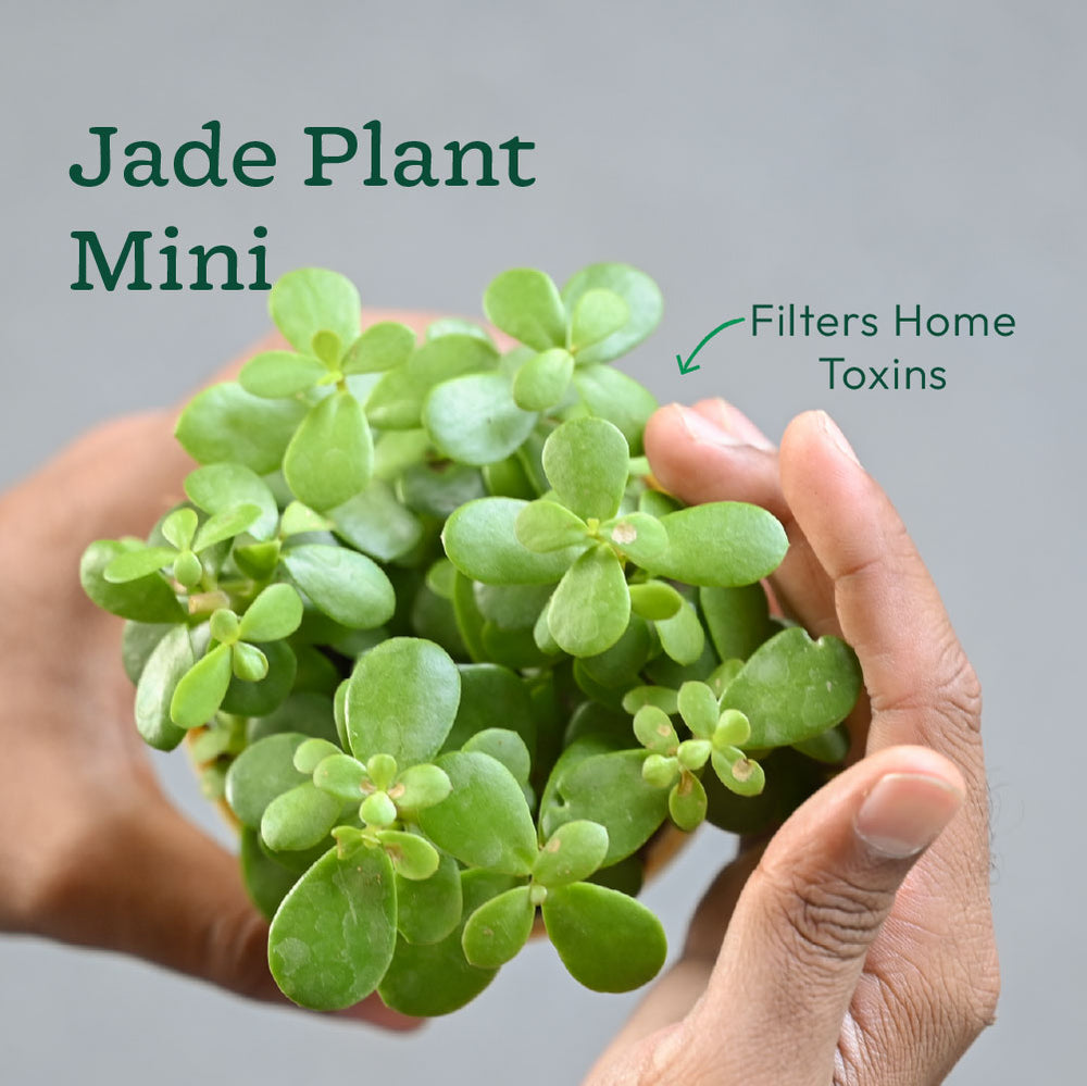 jade plant oxygen 6-Plant Bedroom Oxygen & Stress Relief Combo – Ugaoo