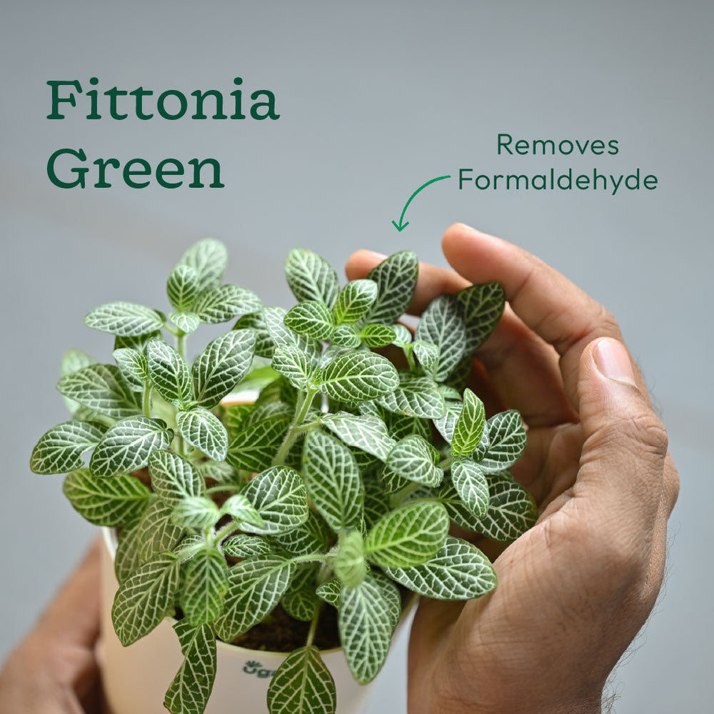 Combo of 6 Bedroom Oxygen Boosting Air Purifier Plant Bundle