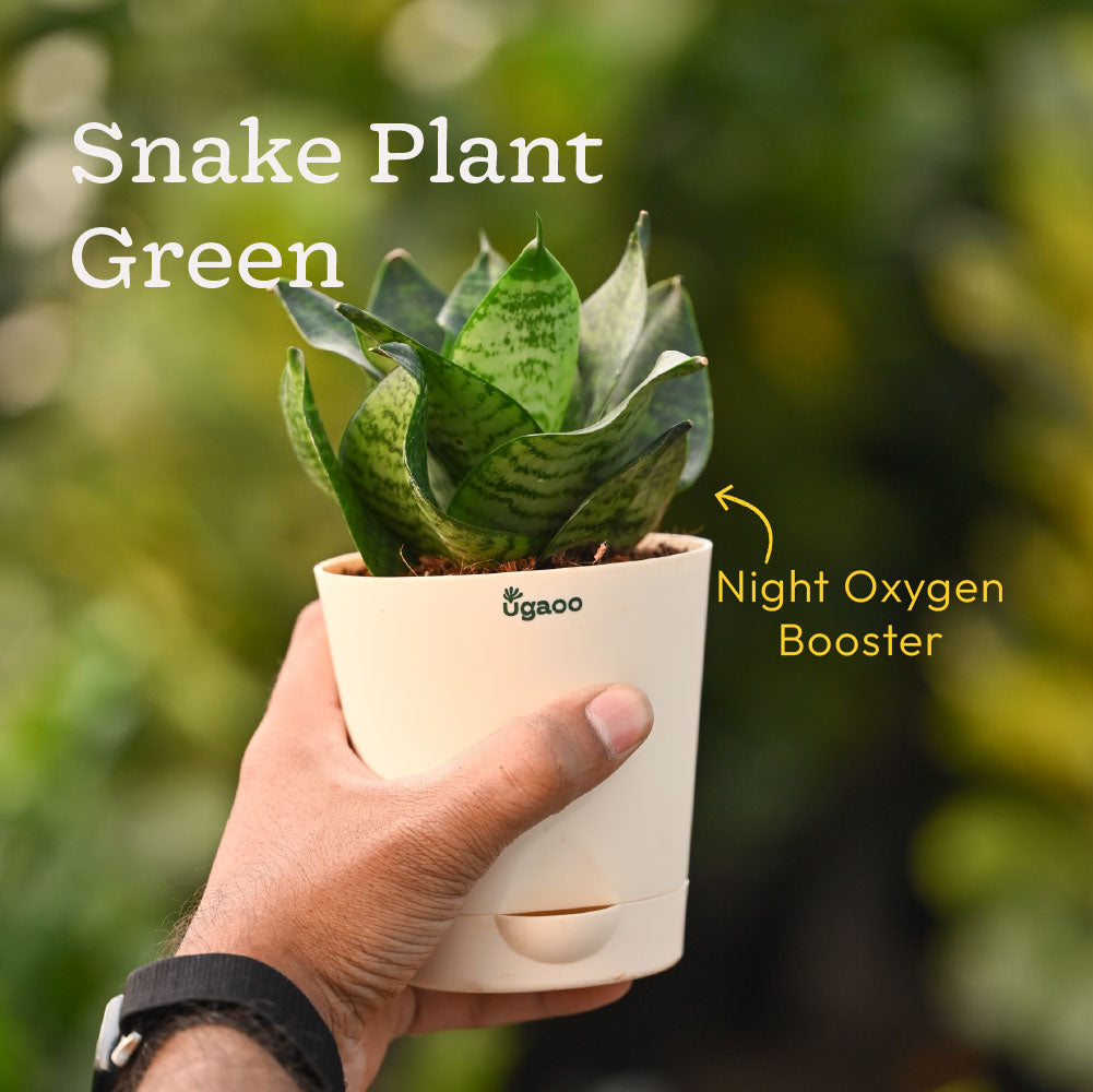 Combo of 6 Bedroom Oxygen Boosting Air Purifier Plant Bundle