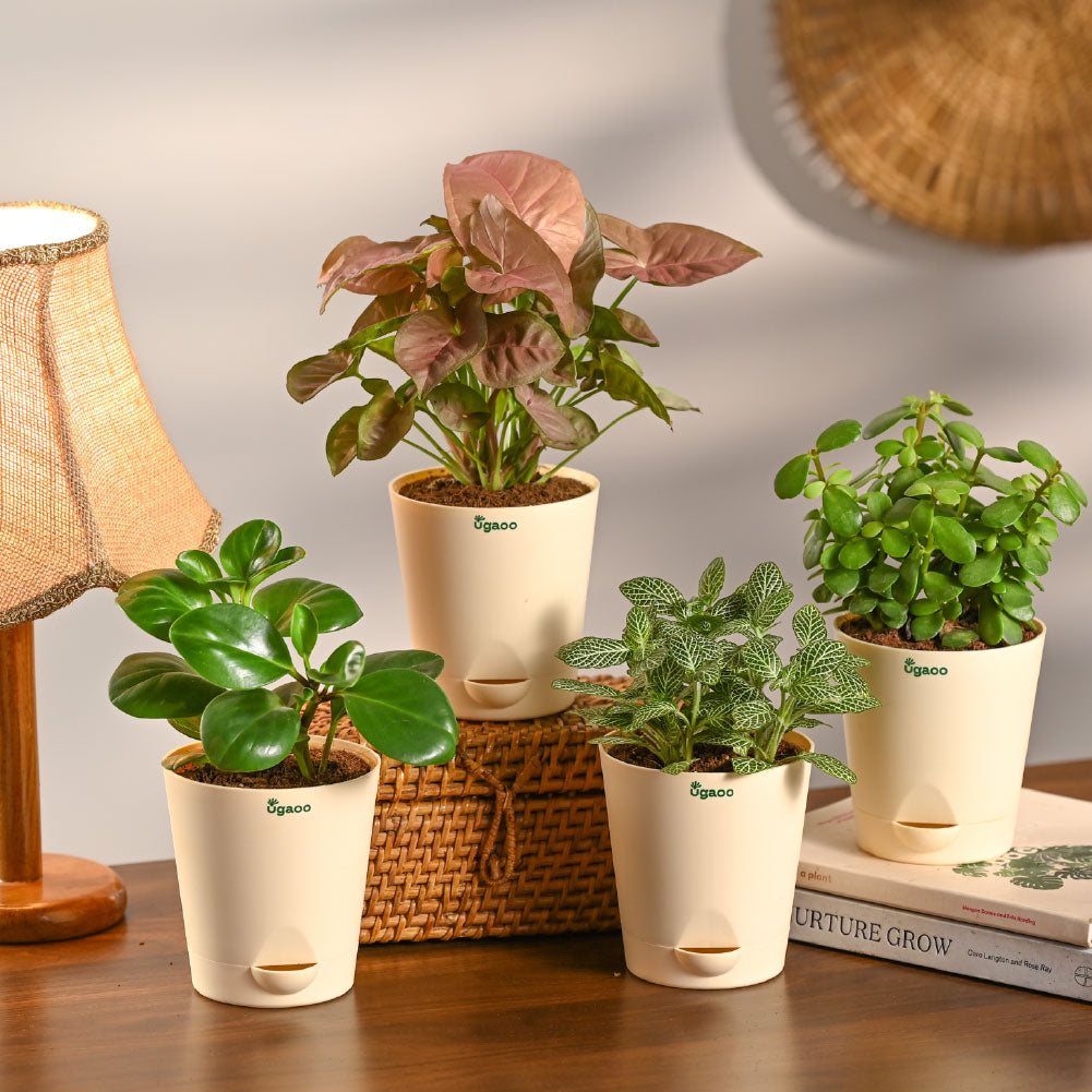 Combo of 4 Desk Air Purifier Plant Bundle