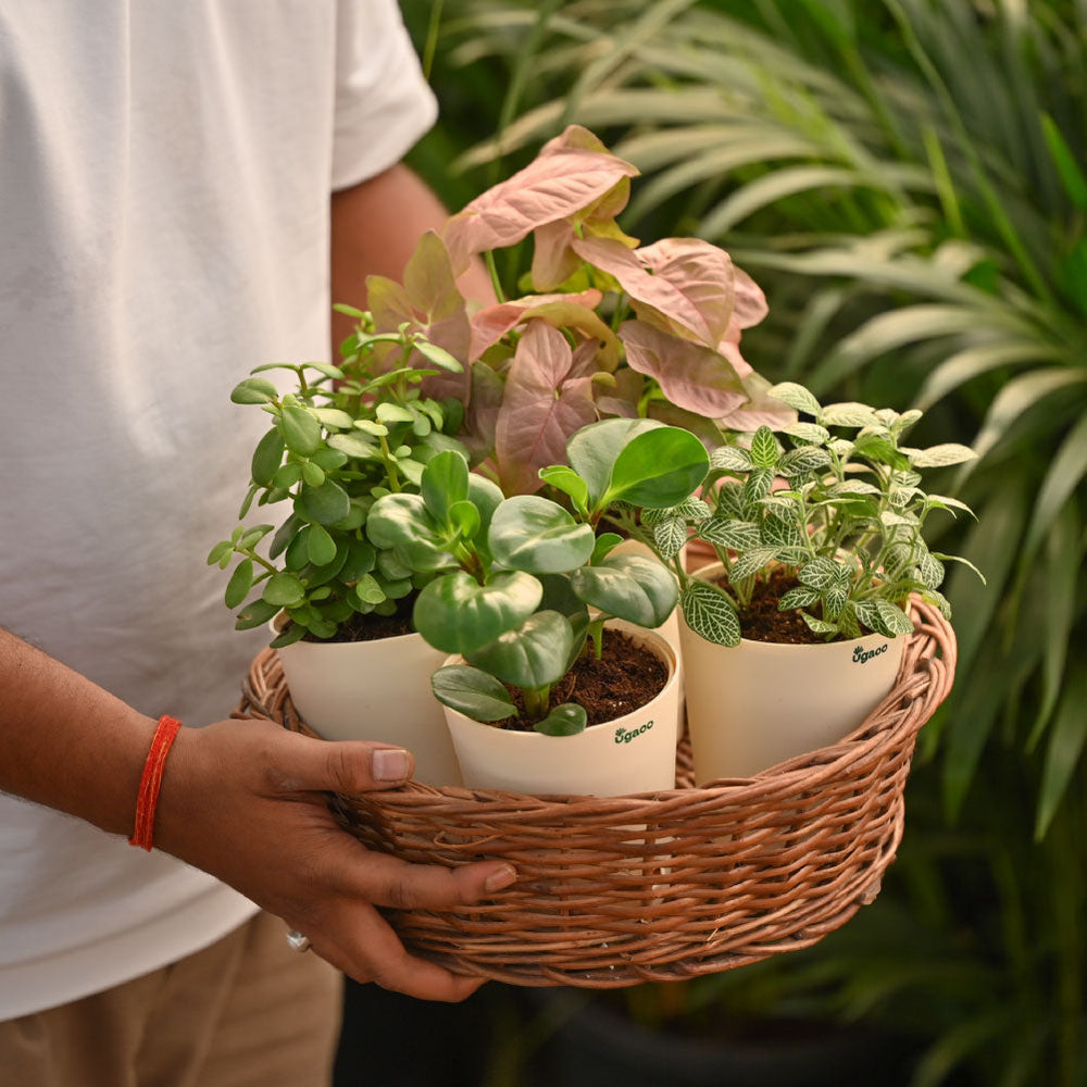 Combo of 4 Desk Air Purifier Plant Bundle