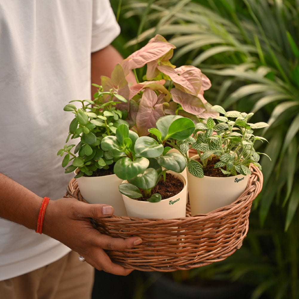Combo of 4 Desk Air Purifier Plant Bundle