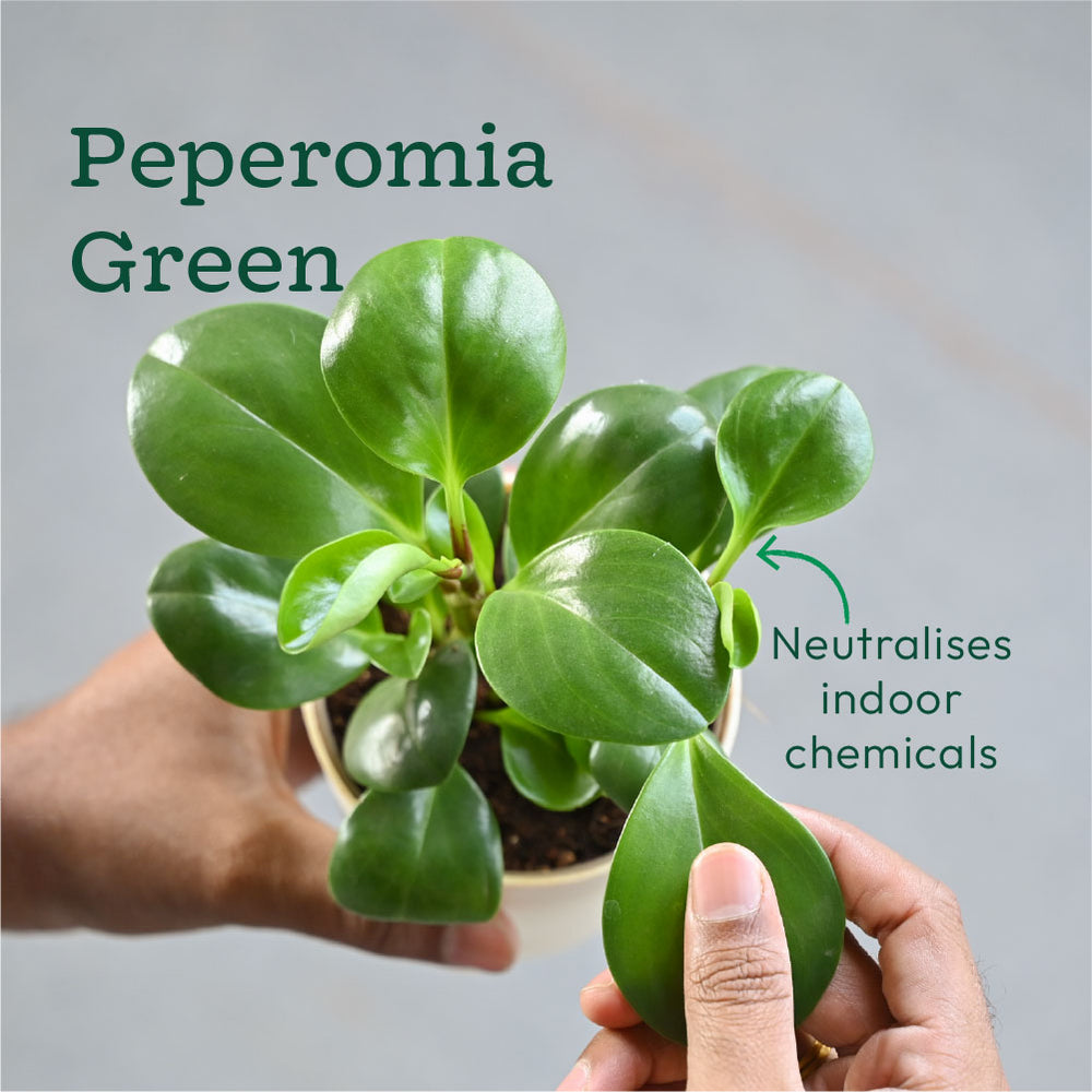 Combo of 4 Desk Air Purifier Plant Bundle