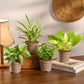 Set of 4 Air Purifying Indoor Plant Bundle for Home