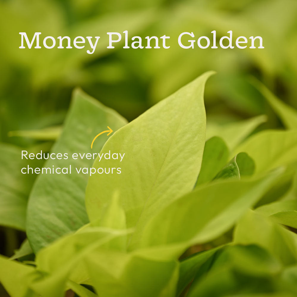 Set of 4 Air Purifying Indoor Plant Bundle for Home