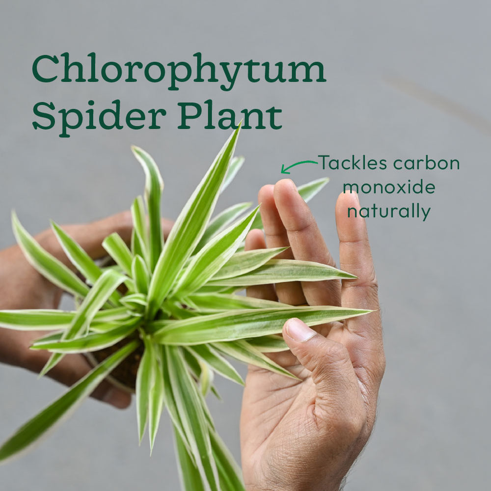 chlorophytum air purifier 4-Pack Low-Maintenance Air Purifier Plants – Ugaoo