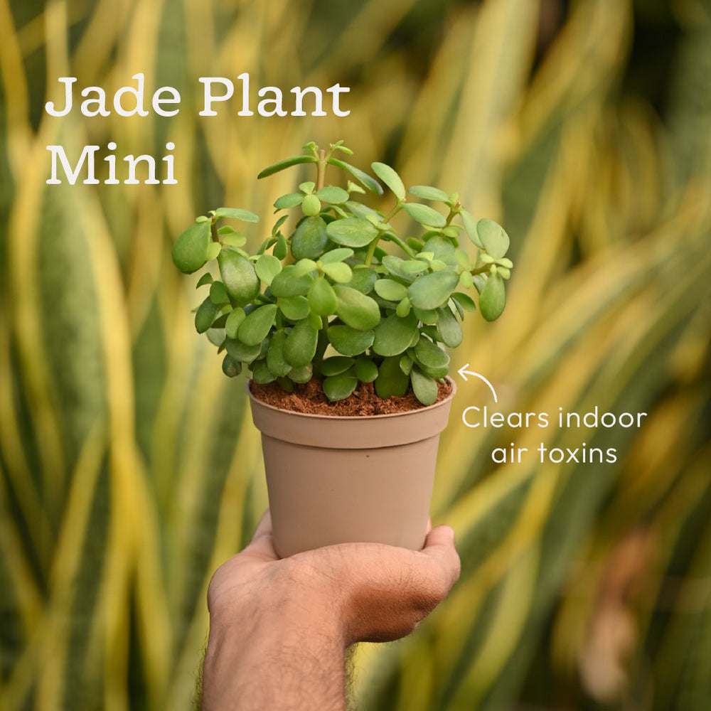 is jade plant air purifier 4-Pack Low-Maintenance Air Purifier Plants – Ugaoo
