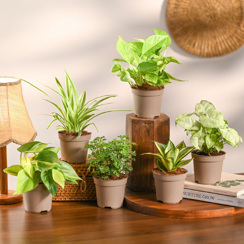 Set of 6 Air Purifier Plant Bundle