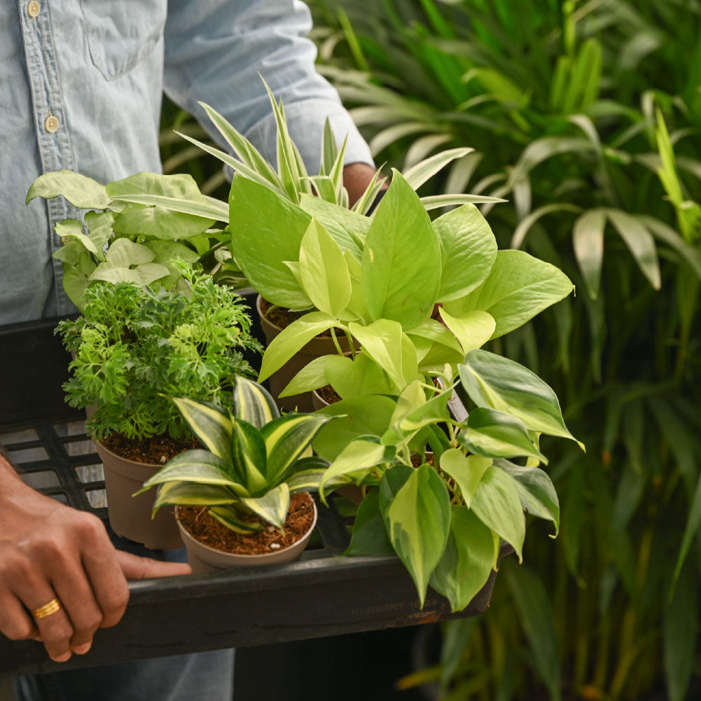 Set of 6 Air Purifier Plant Bundle