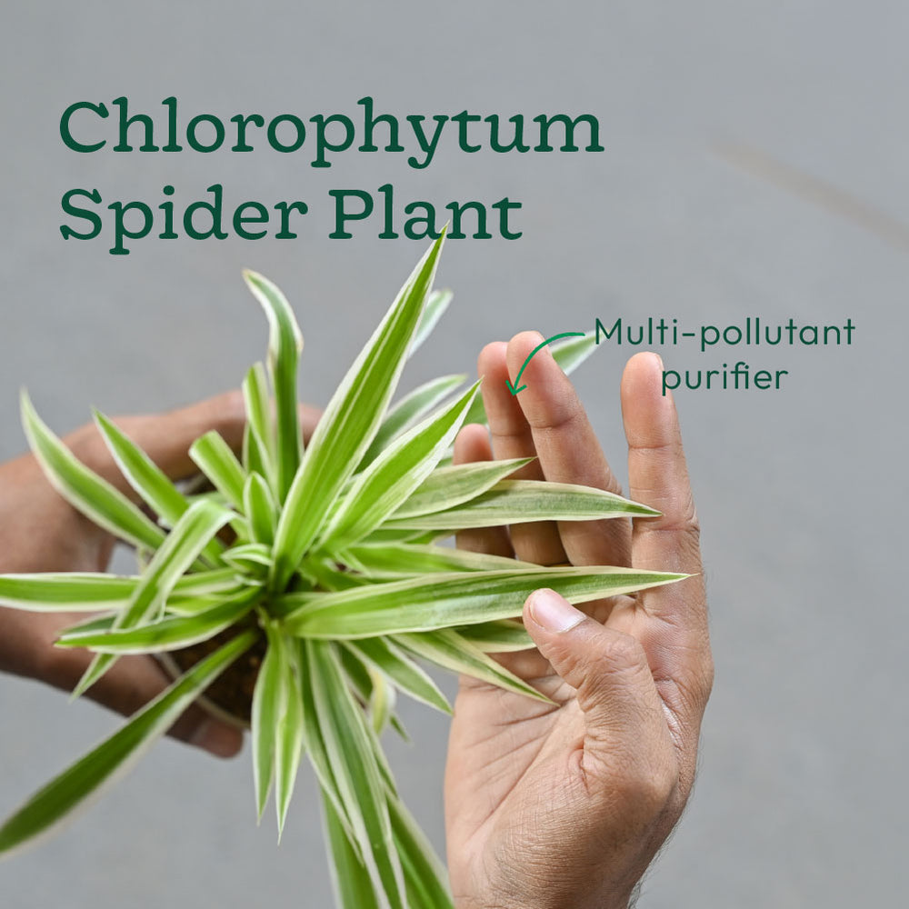 Set of 6 Air Purifier Plant Bundle