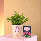 Jade Mini Plant Diwali Gift
