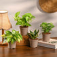 Pack of 4 Air Filter Plant Collection
