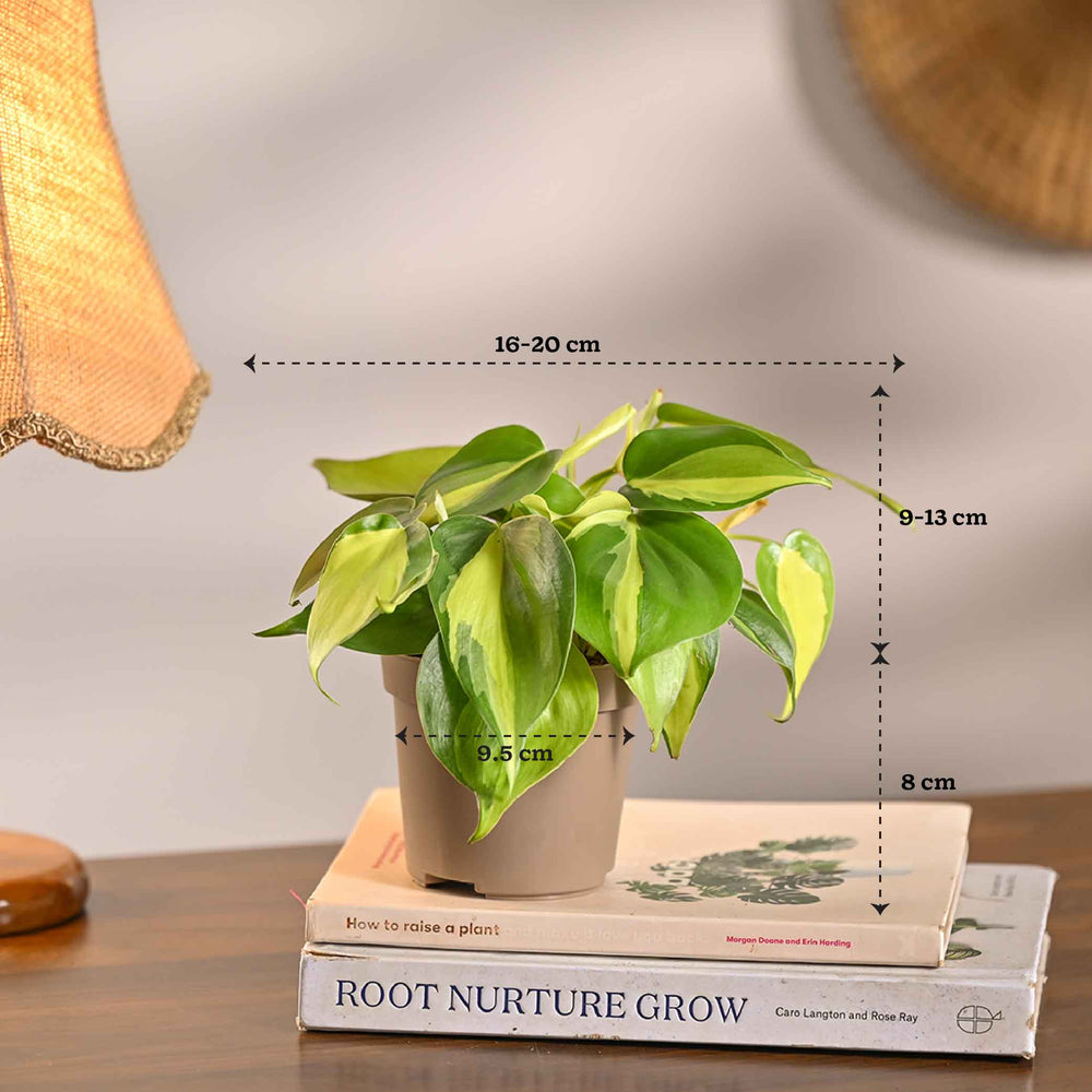 Pack of 4 Air Filter Plant Collection