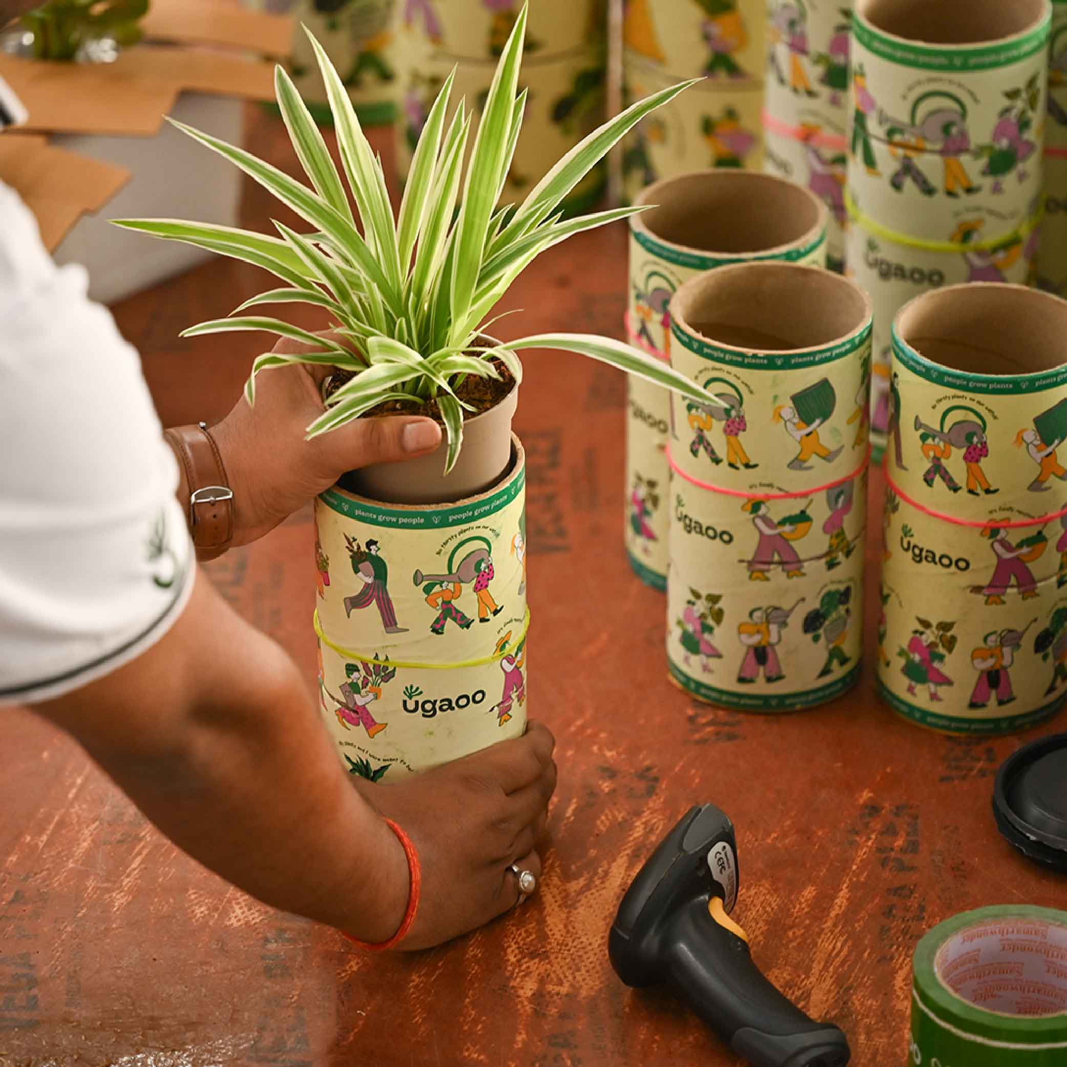 Pack of 4 Air Filter Plant Collection