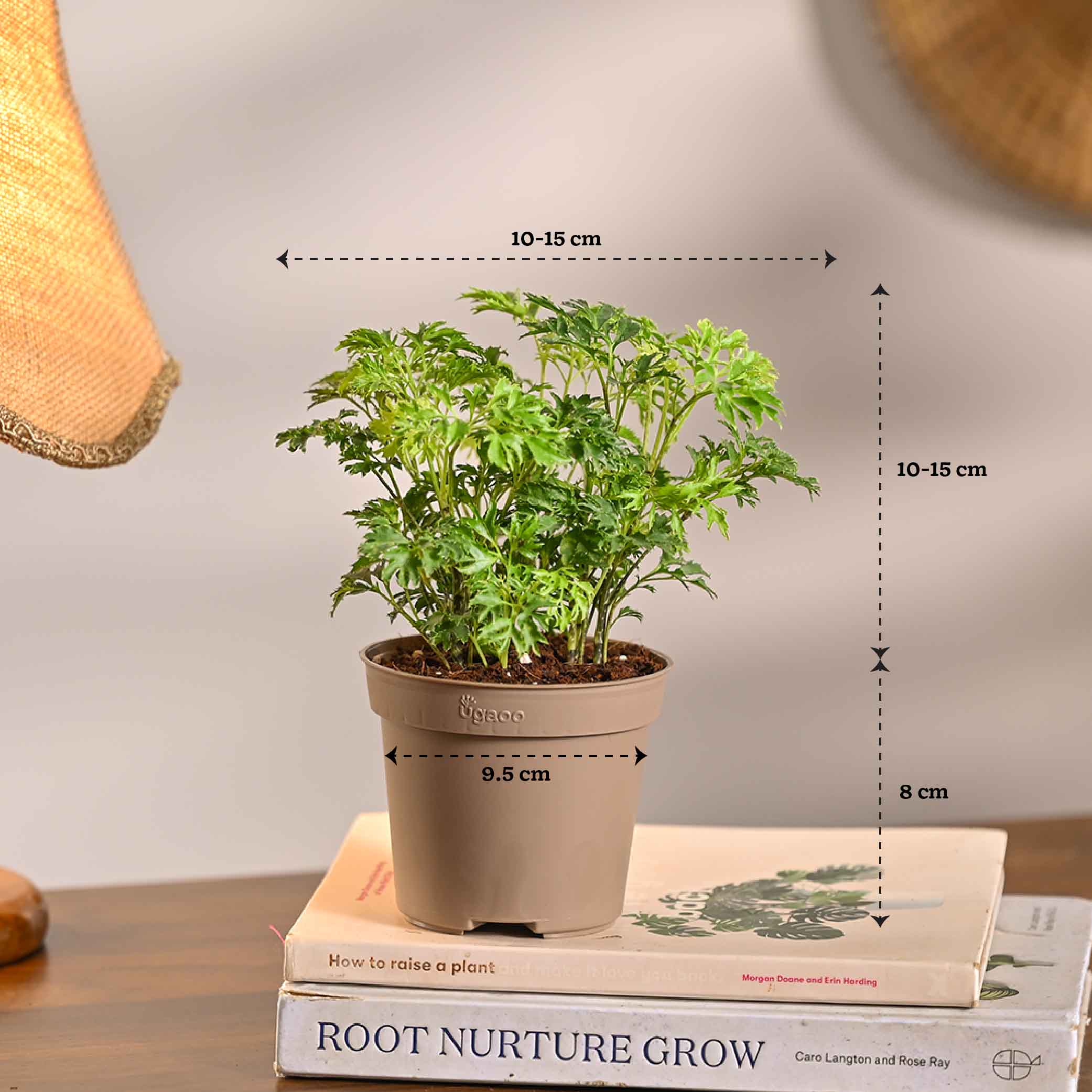 Pack of 4 Air Filter Plant Collection