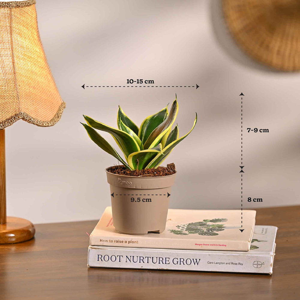 Pack of 4 Air Filter Plant Collection