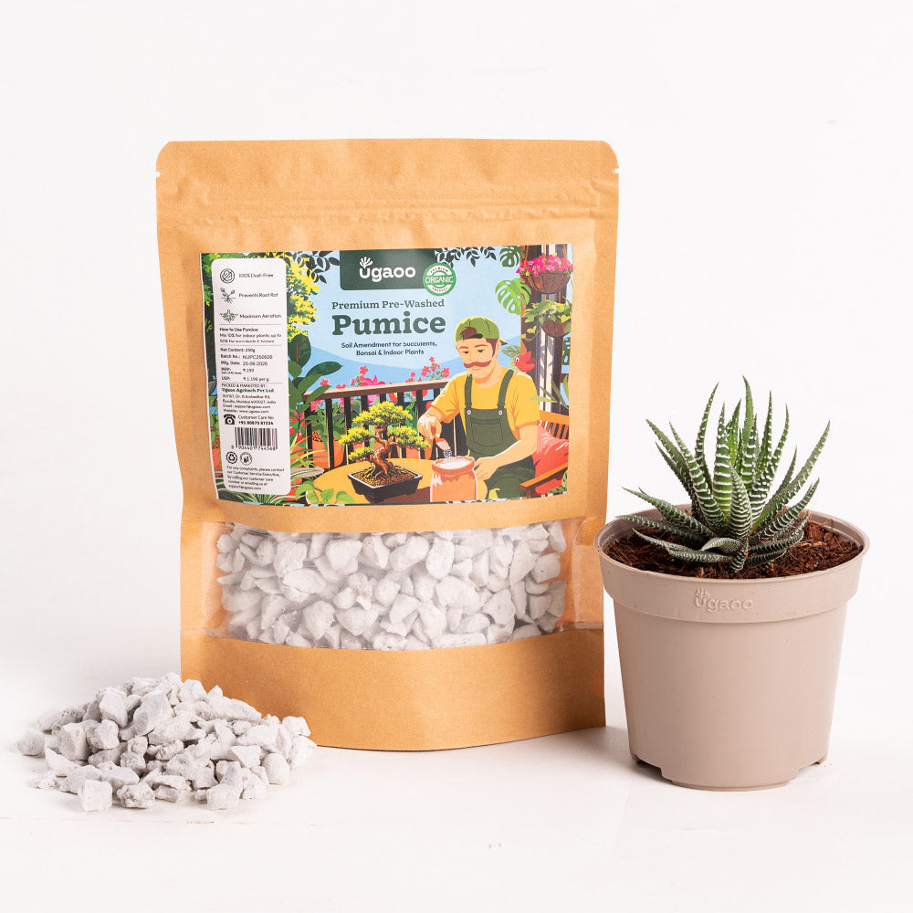 PUMICE STONE CRUSH