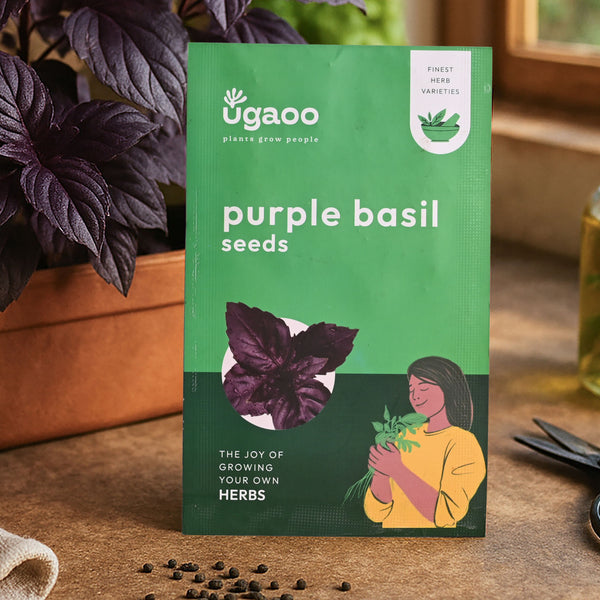 Purple Basil Seeds