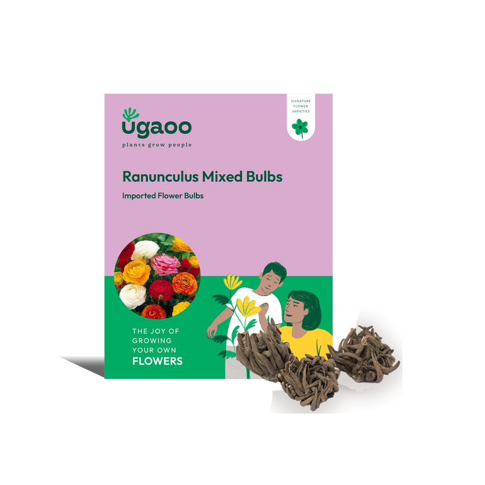 Ranunculus Mixed Bulbs