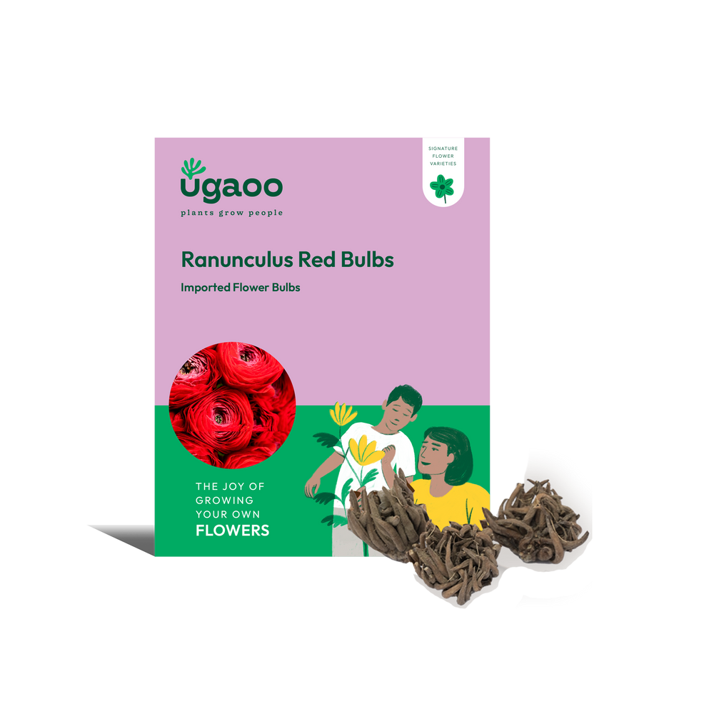 Ranunculus Red Bulbs